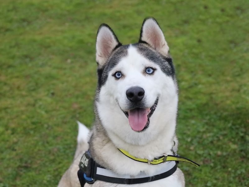 New Mexico Siberian Husky Rescue