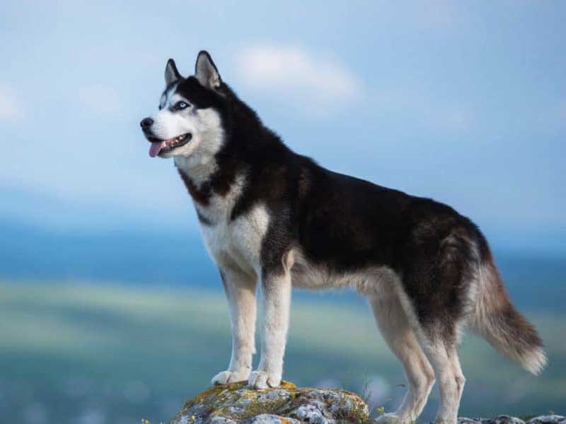 Best Flea Treatment for Siberian Husky