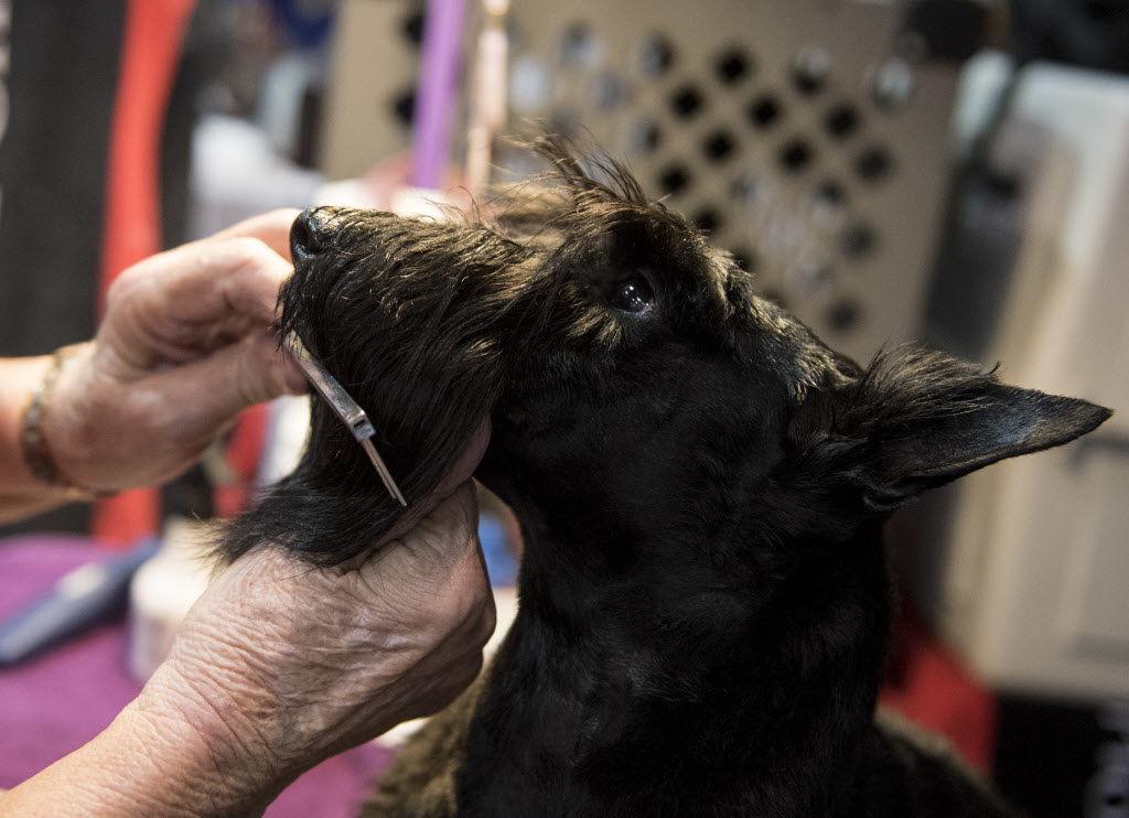 How to Give Your Scottish Terrier the Perfect Haircut