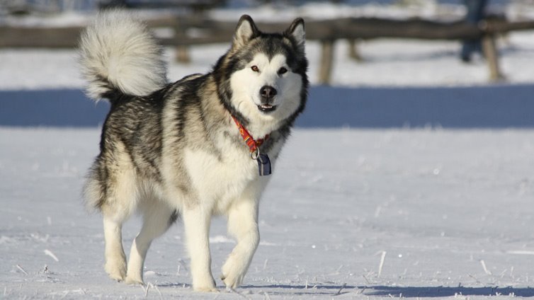 Saint Bernard Alaskan Malamute Mix