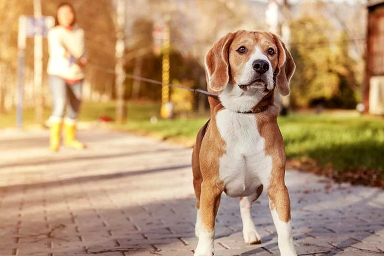 Beagle for Adoption Near Me?