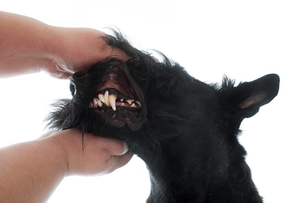 Caring for Scottish Terrier Teeth