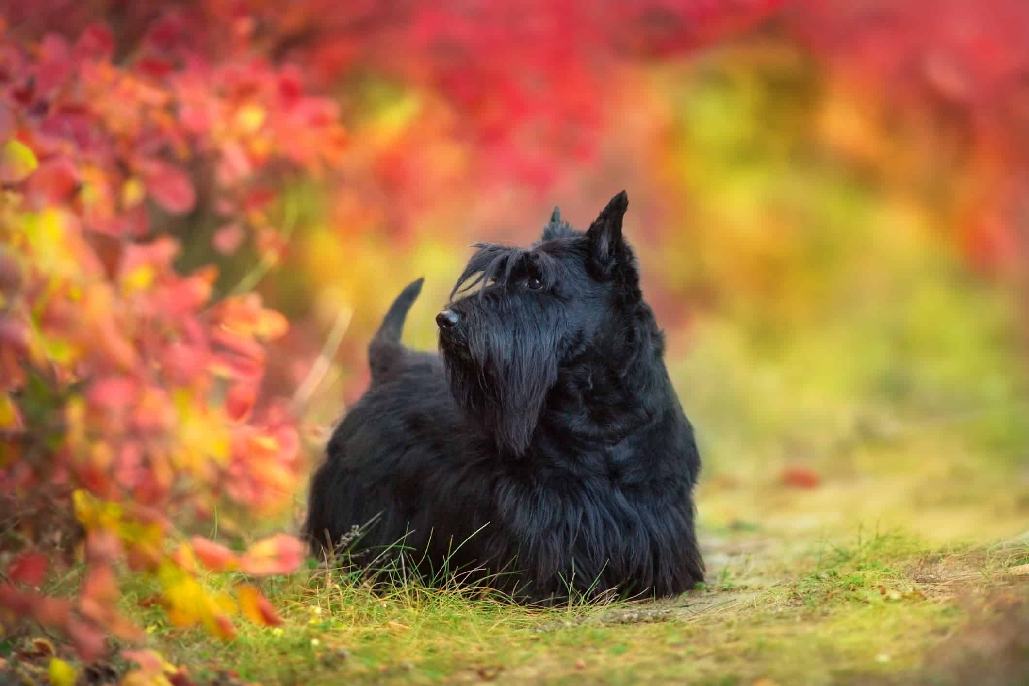 Caring for Scottish Terrier Teeth