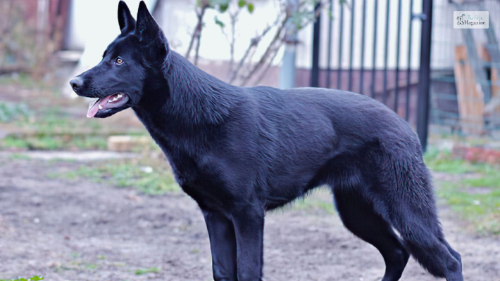 Blue German Shepherd