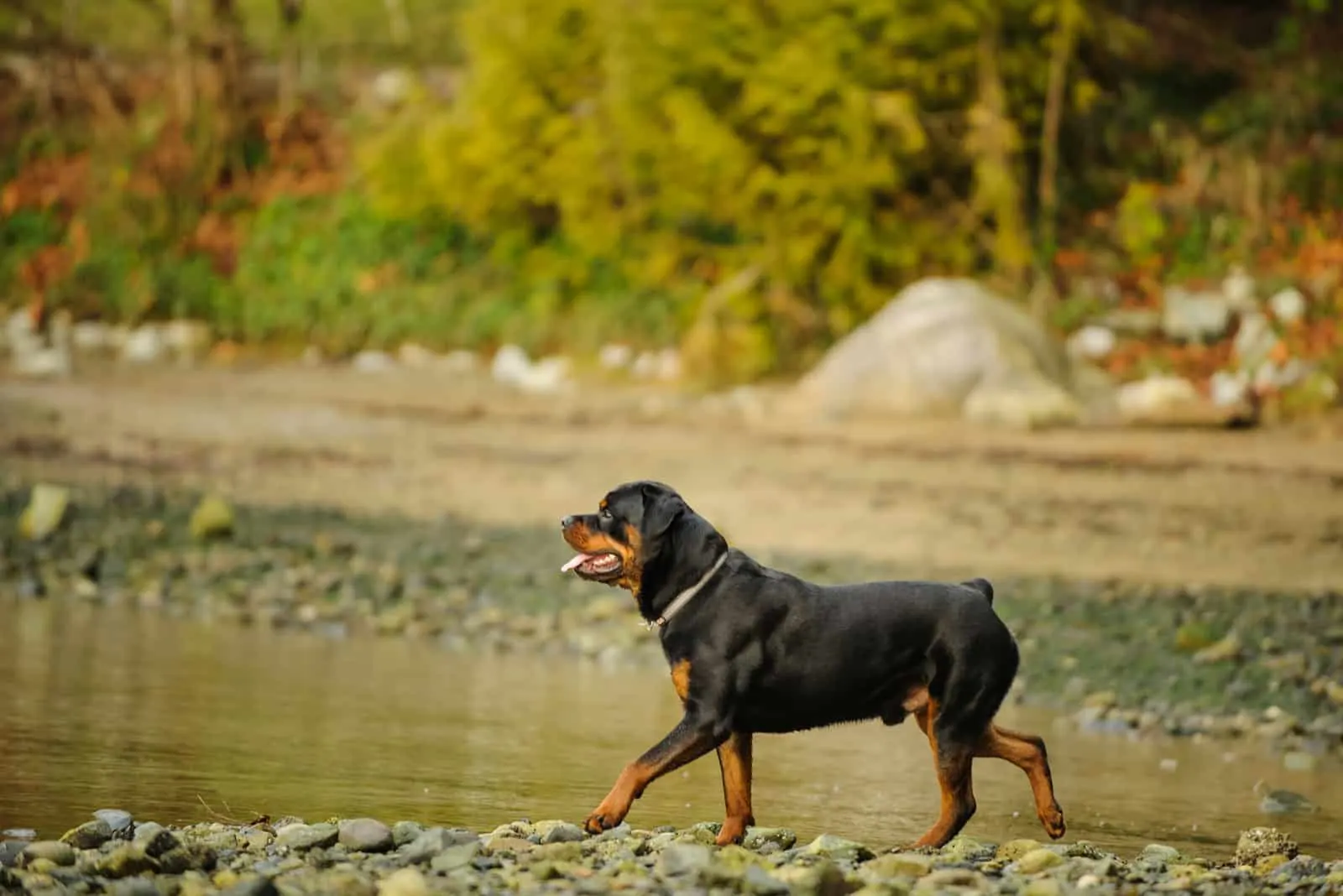 Why Do They Cut Rottweilers' Tails