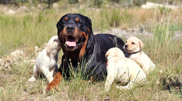 Golden Retriever and Rottweiler Mix Puppies