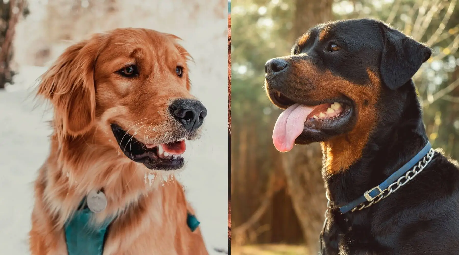 Golden Retriever and Rottweiler Mix Puppies