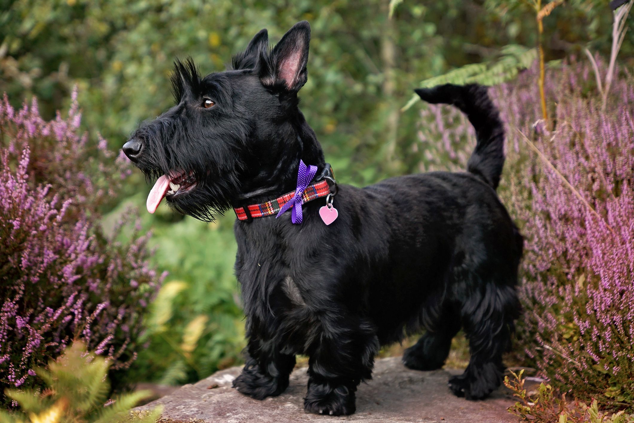 Caring for Scottish Terrier Teeth