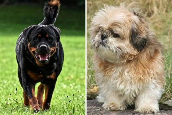 Rottweiler Mix with Shih Tzu