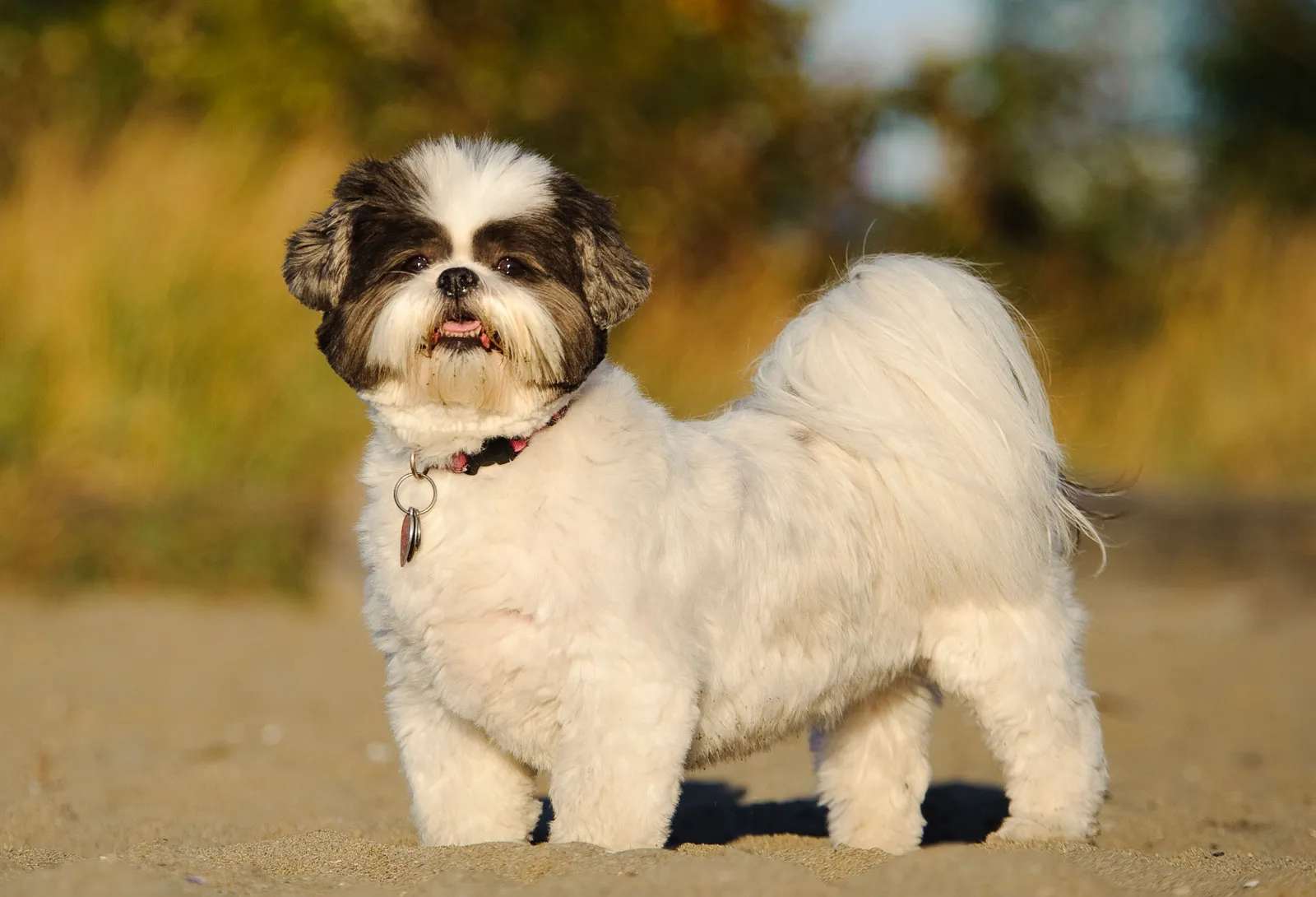 Rottweiler Mix with Shih Tzu