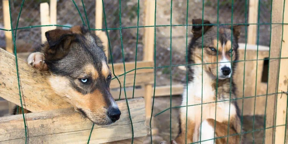 New Mexico Siberian Husky Rescue