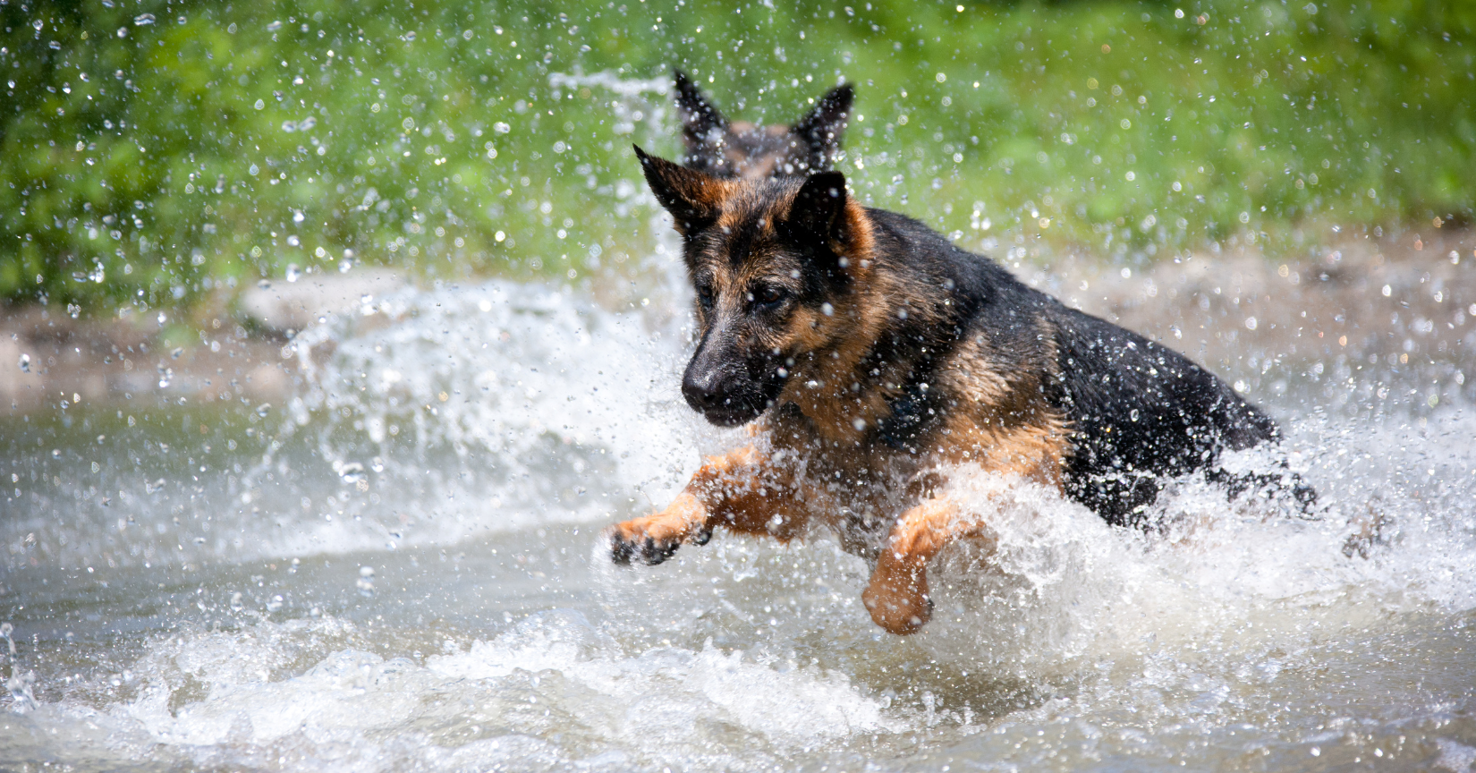 Do German shepherds like water?