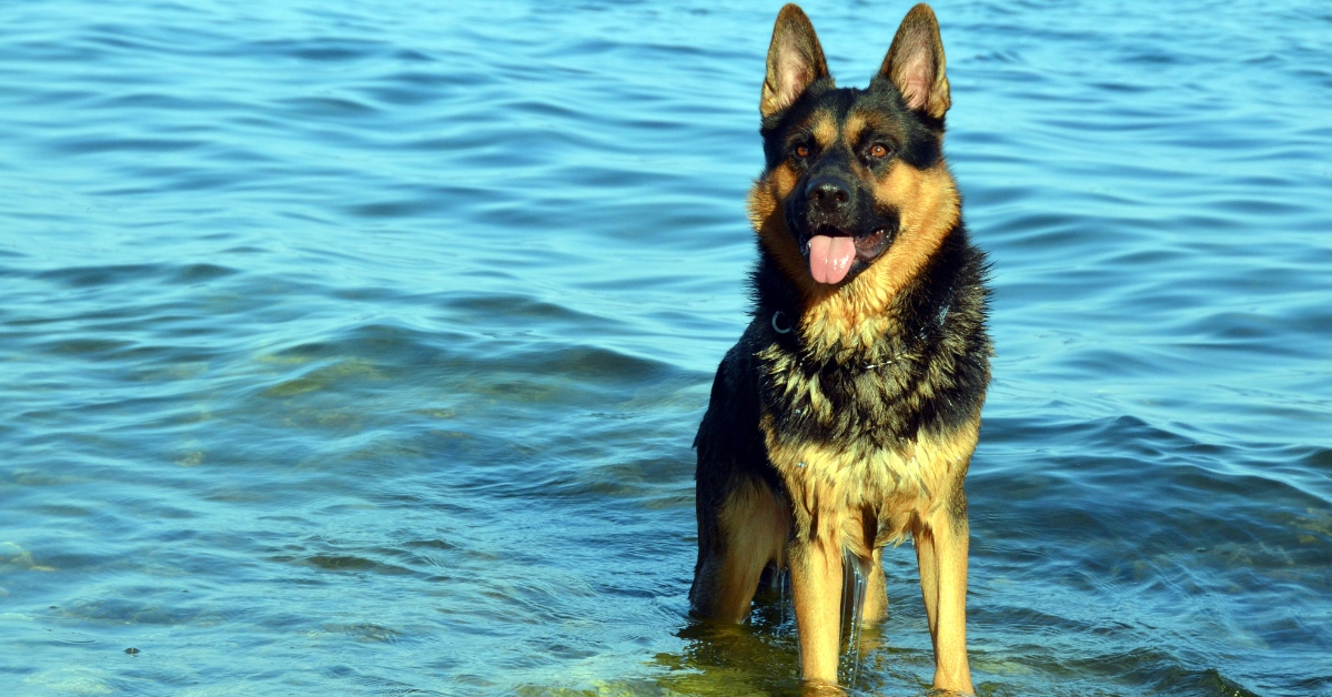 Do German shepherds like water?