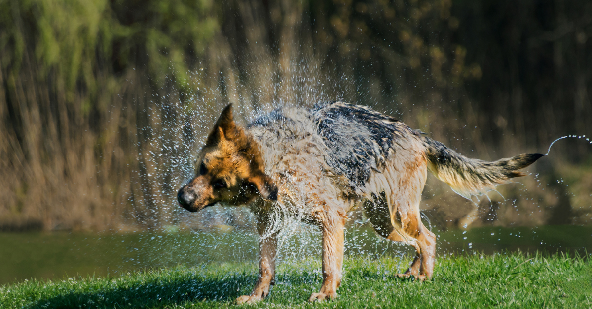 Do German shepherds like water?