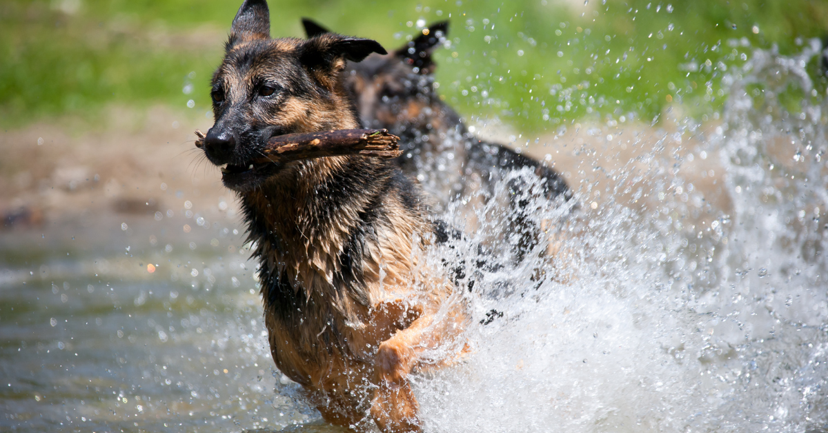 Do German shepherds like water?