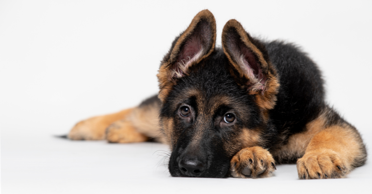 How Much Is A German Shepherd