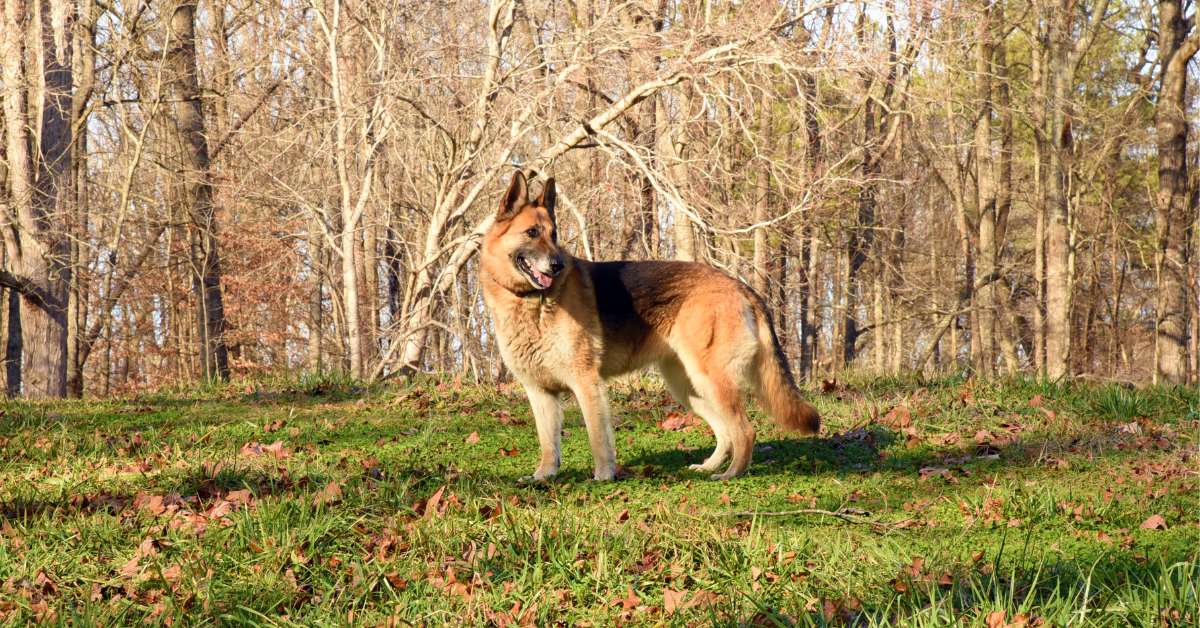 How Much Is A German Shepherd