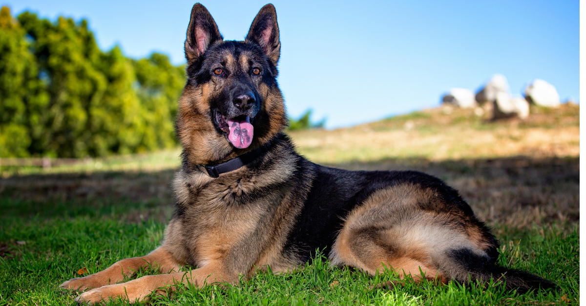 How Long Do German Shepherds Live