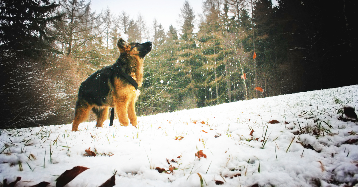 How Long Do German Shepherds Live