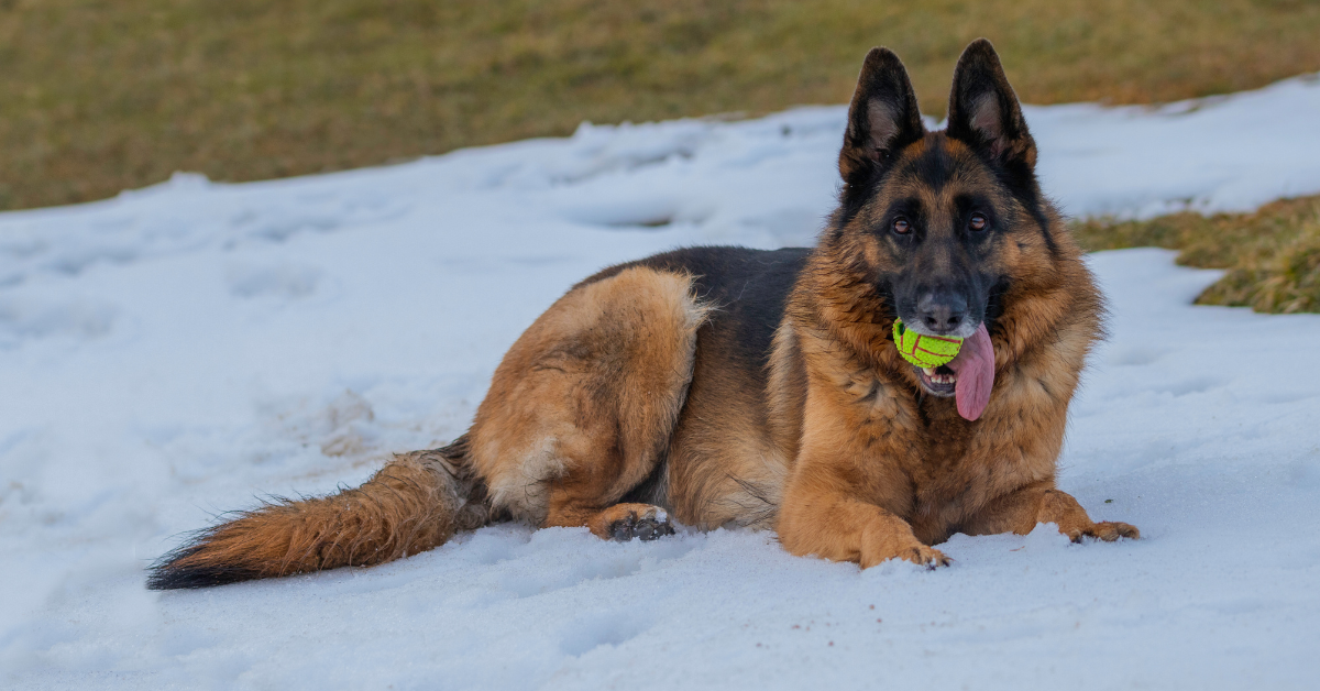 How Long Do German Shepherds Live