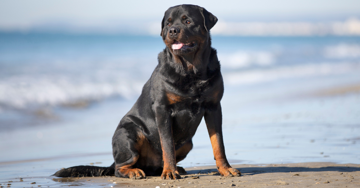 Finding the Perfect Companion: Rottweiler Puppies for Sale Near Me