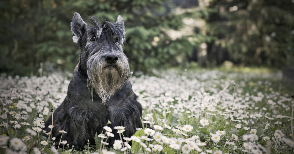 How Much Do Scottie Dogs Cost