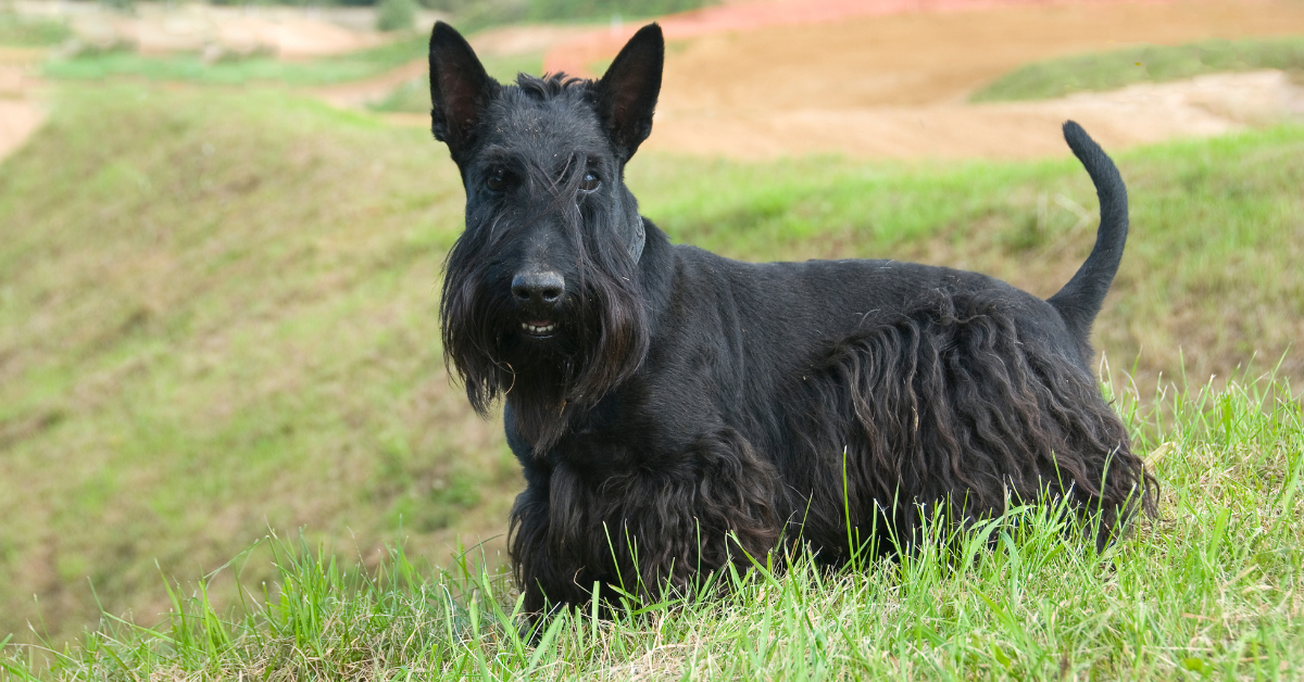 How Much Do Scottie Dogs Cost?