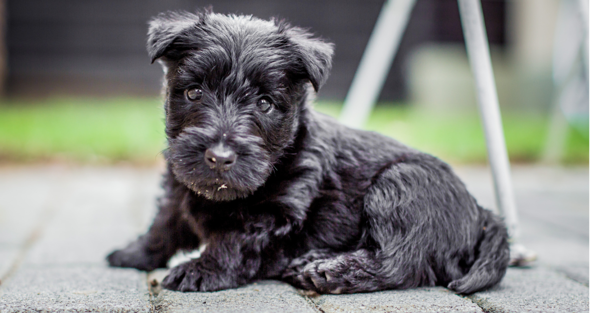 Scottish Terrier Puppies in Florida