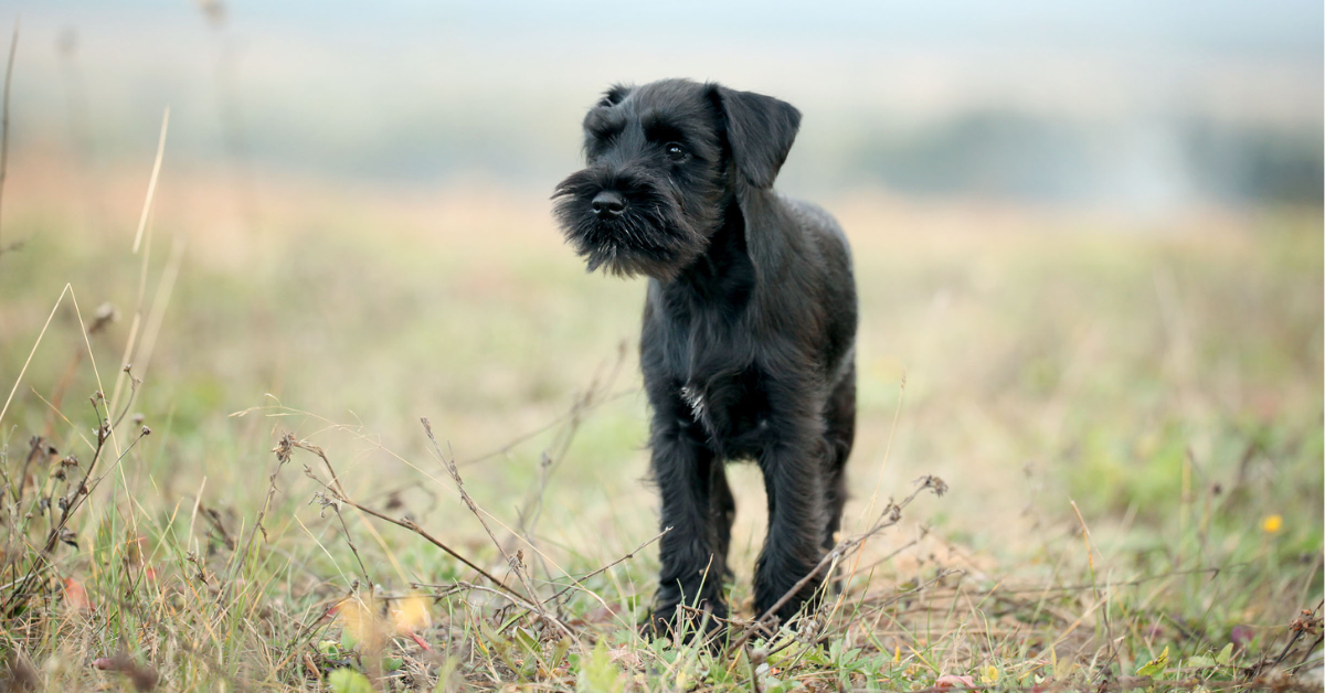 Scottish Terrier Puppies in Florida