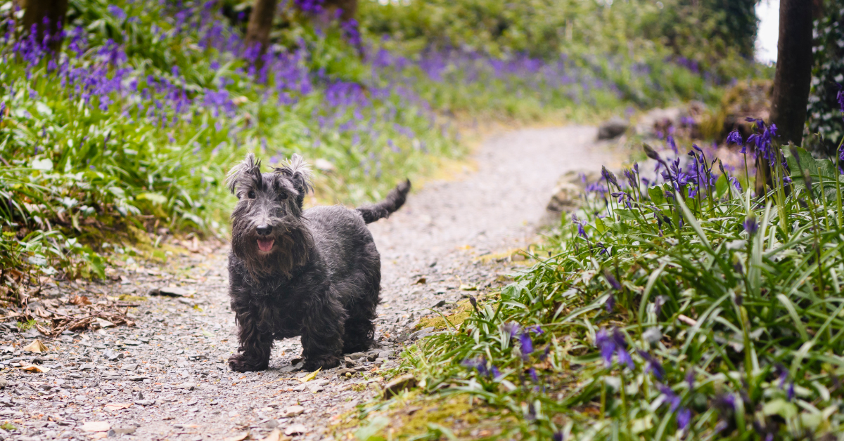 Scottish Terrier Puppies in Florida