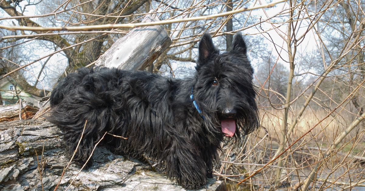 How to Give Your Scottish Terrier the Perfect Haircut