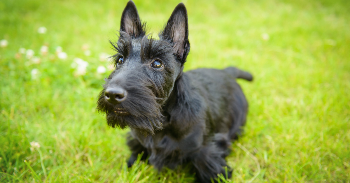 How to Give Your Scottish Terrier the Perfect Haircut