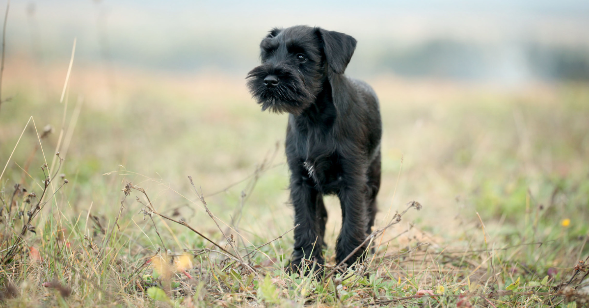 How to Give Your Scottish Terrier the Perfect Haircut