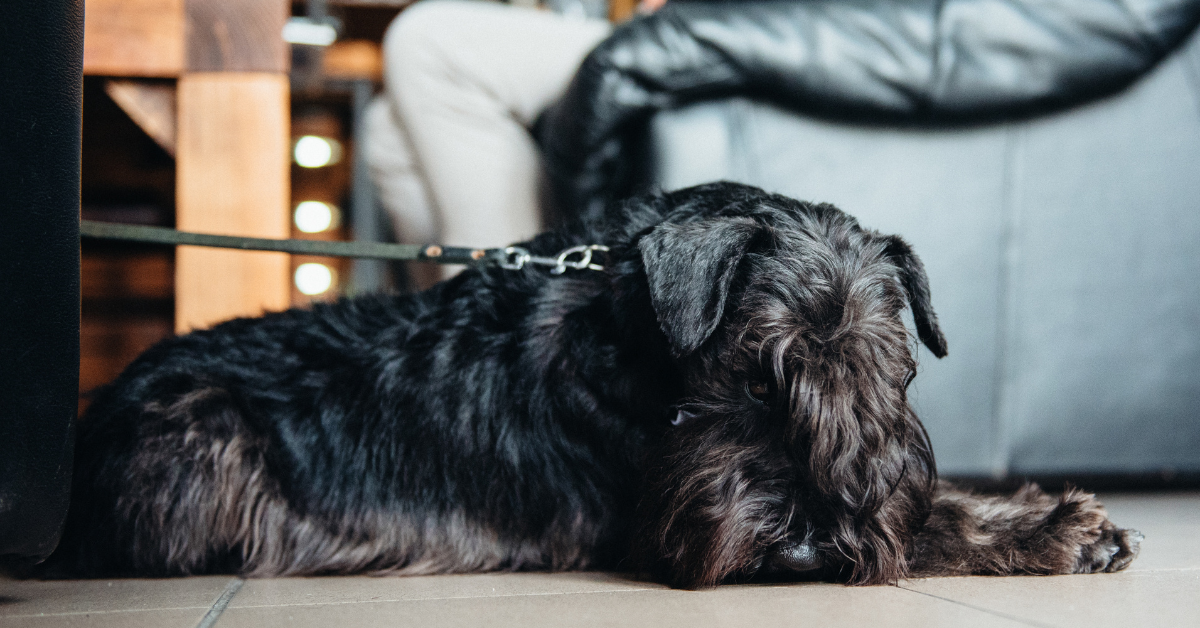 Scottish Terrier puppy free to a good home