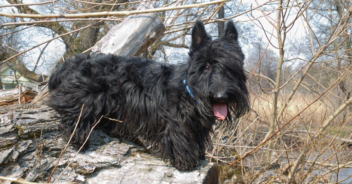 Scottish Terrier puppy free to a good home