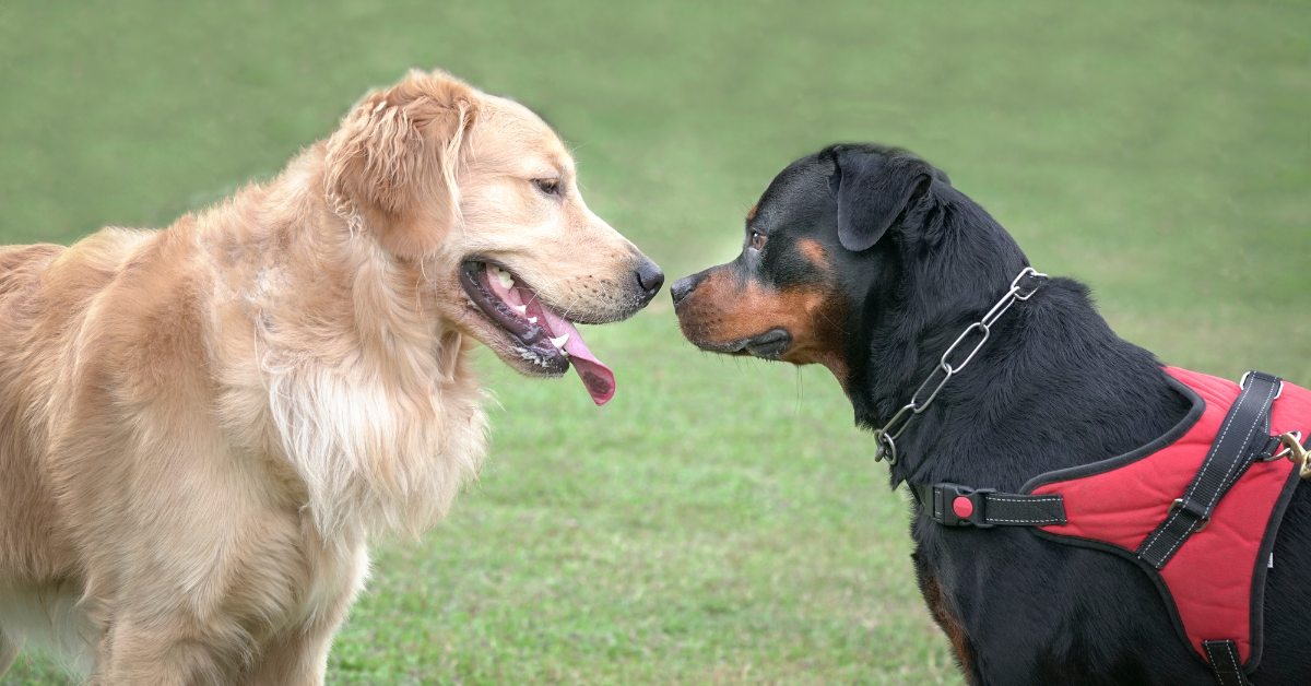 Rottweiler and Golden Doodle Mix?