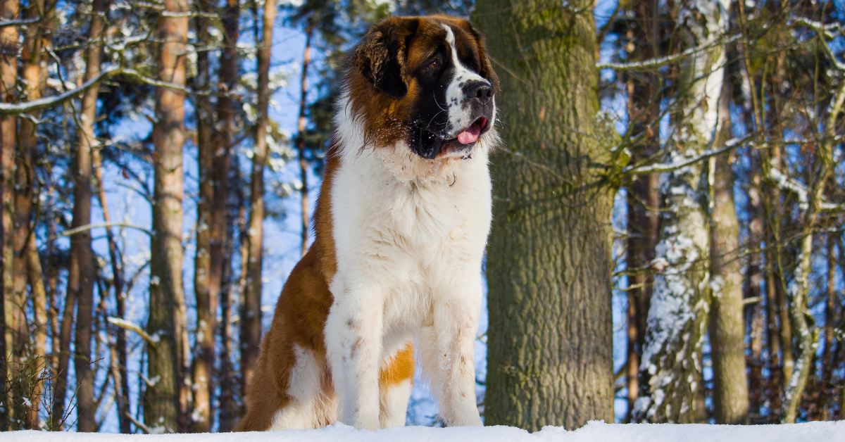 Saint Bernard Alaskan Malamute Mix