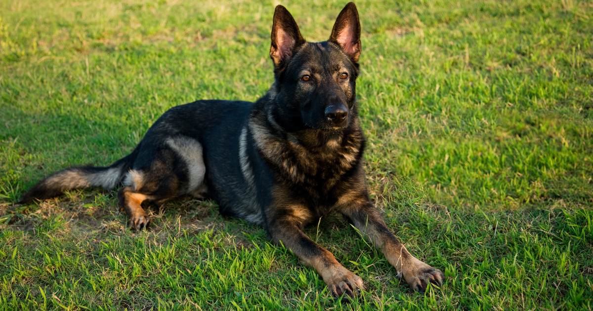 Blue German Shepherd