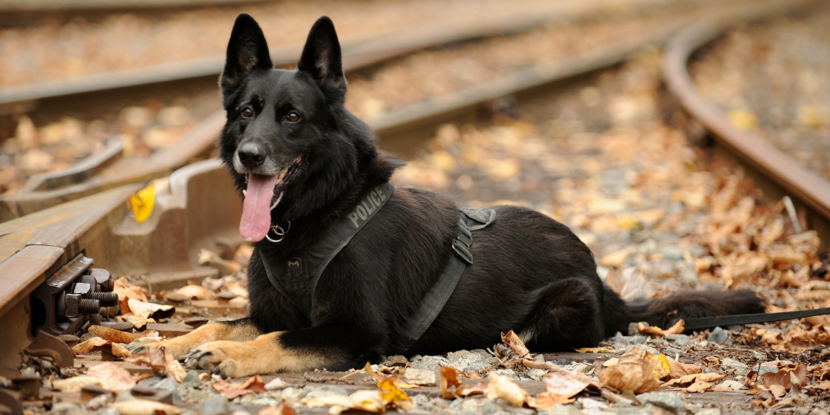 Blue German Shepherd