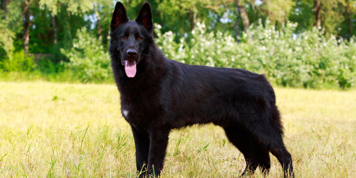 Blue German Shepherd