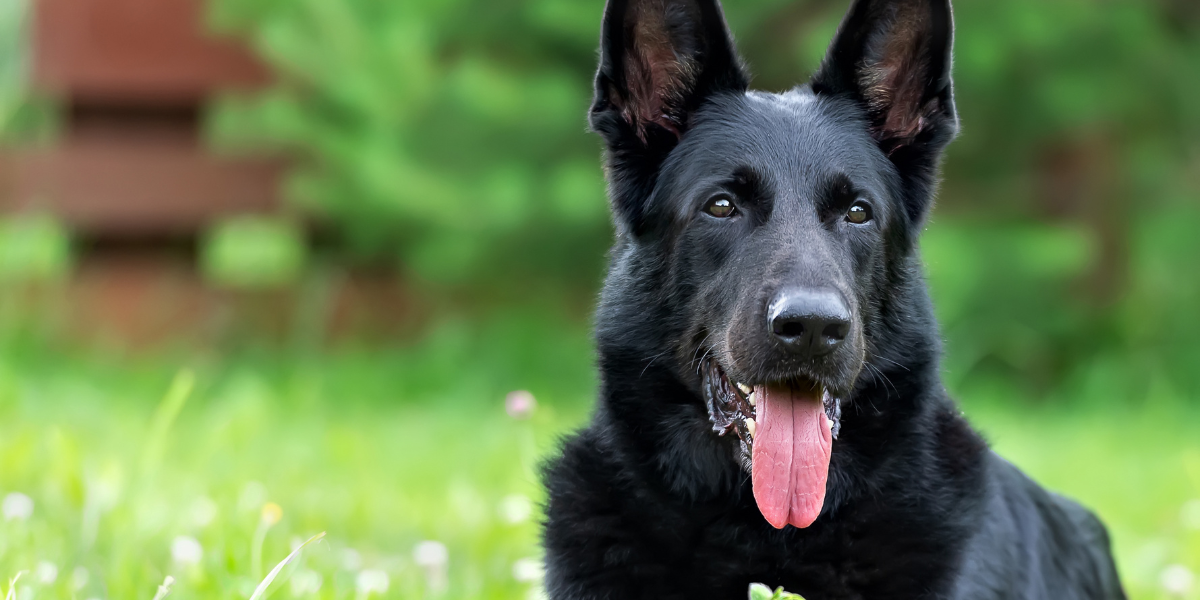 Blue German Shepherd