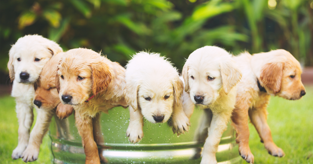 Golden Retriever and Rottweiler Mix Puppies