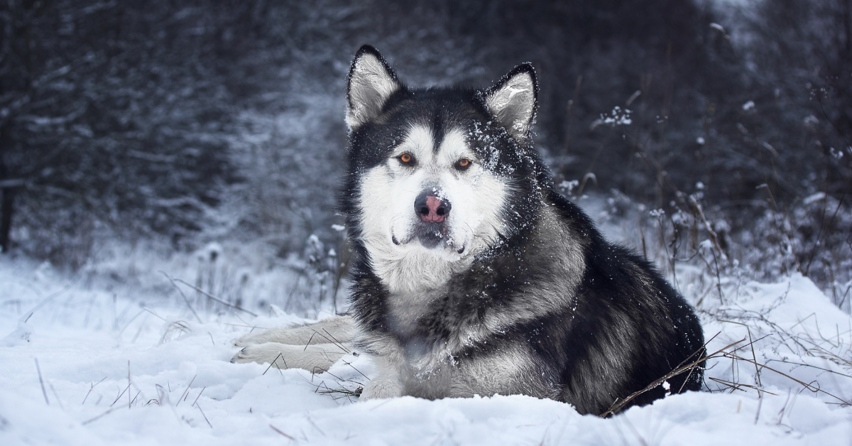 Understanding Alaskan Malamutes