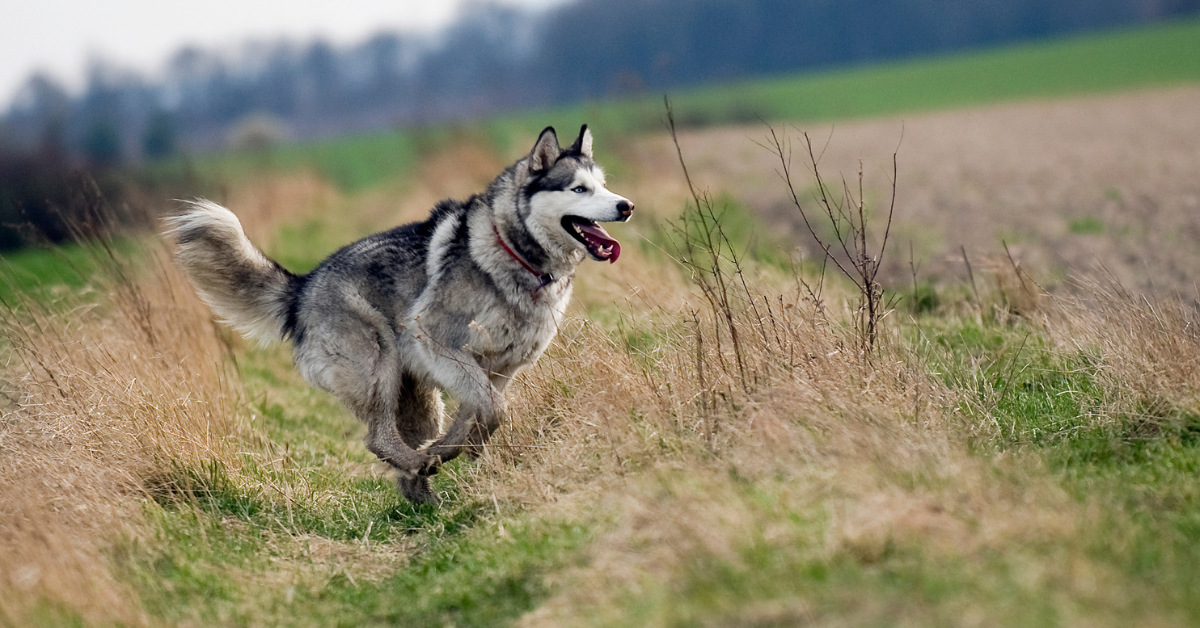 Understanding Alaskan Malamutes