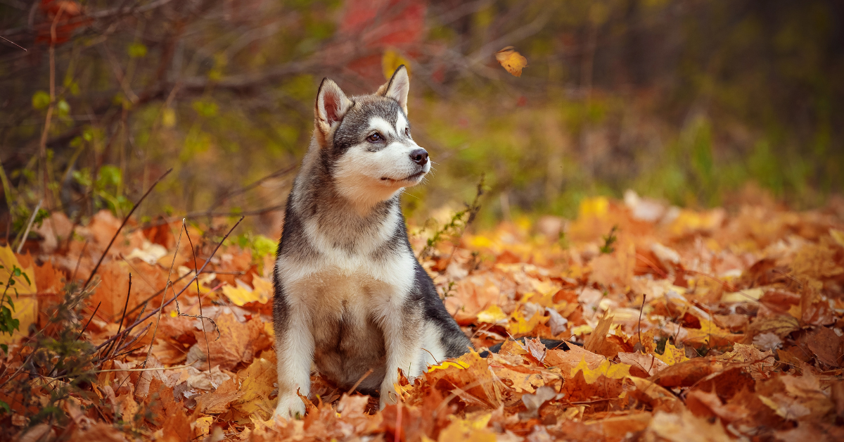 Finding Alaskan Malamute Puppies for Sale Under $300