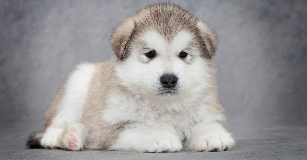  Finding Alaskan Malamute Puppies for Sale Under $300