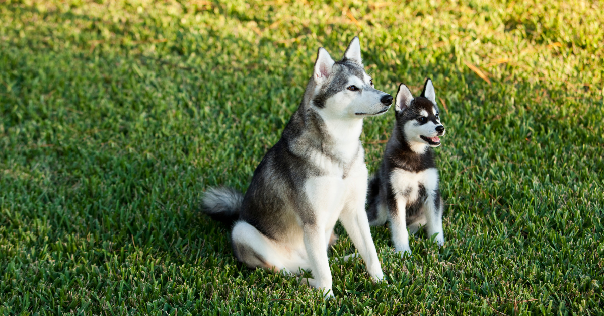 Alaskan Malamute Red and White