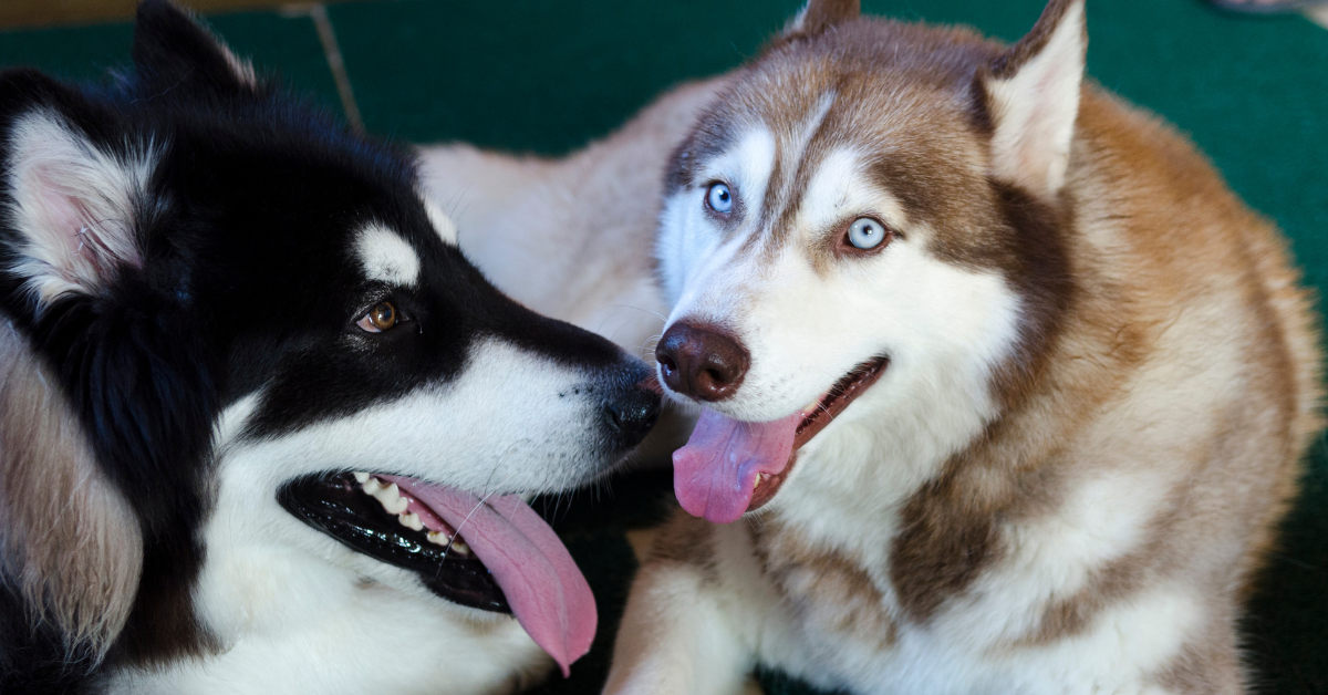 Alaskan Malamute Red and White