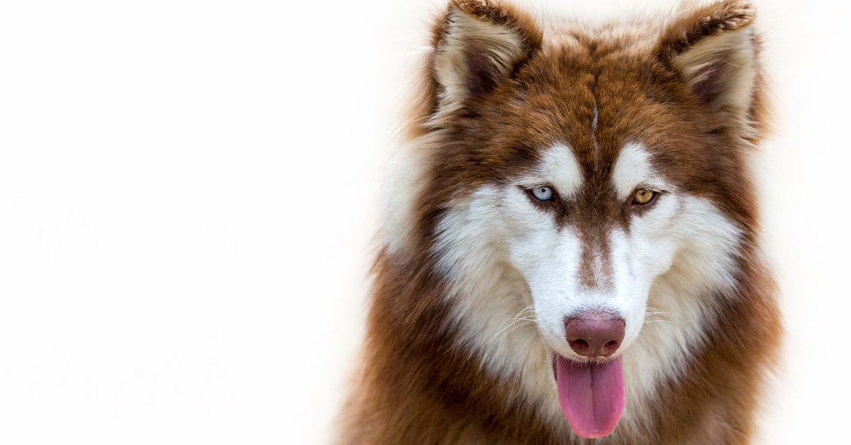 Alaskan Malamute Red and White