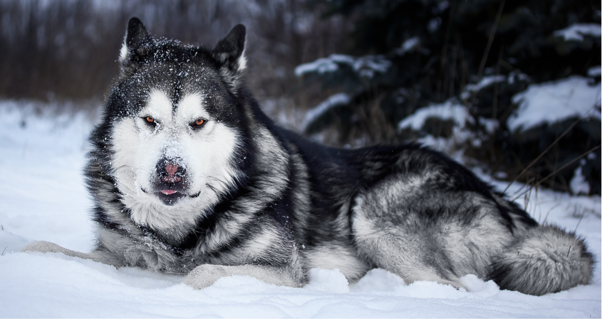 Unveiling the Latest Alaskan Malamute News